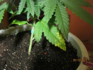 post-16945-0-44718500-1388138198_thumb.j