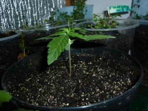 post-17466-0-20821600-1387748480_thumb.j