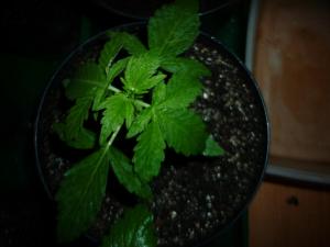 post-17466-0-54961700-1388087100_thumb.j