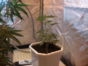 post-17513-0-11773600-1388329115_thumb.j