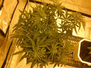 post-17513-0-13555000-1387998821_thumb.j