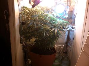 post-17513-0-21744100-1387906655_thumb.j