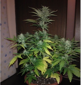 post-18041-0-27391500-1388433099_thumb.p