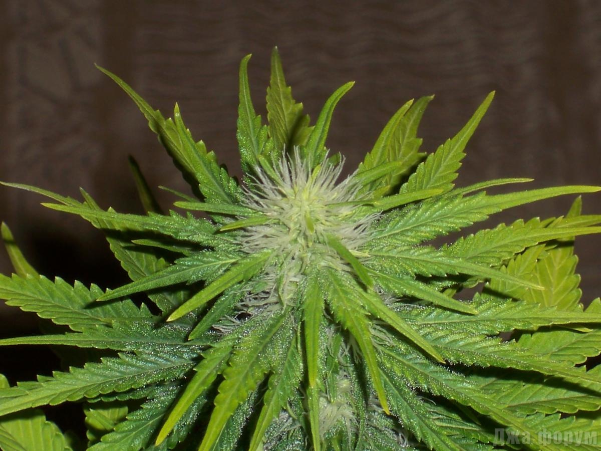 Cultivar marihuanas en casa con luz natural