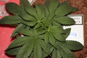 post-7979-0-39122400-1386420550_thumb.jp