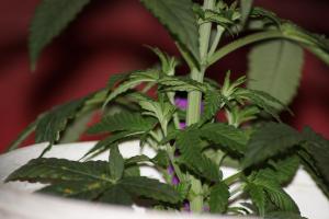 post-7979-0-93706000-1386420815_thumb.jp