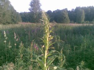 post-11131-0-20762100-1417930295_thumb.j