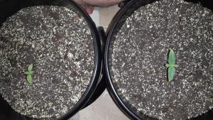 post-13604-0-21124500-1419256513_thumb.j