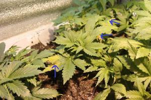 post-16703-0-40122300-1418667063_thumb.j