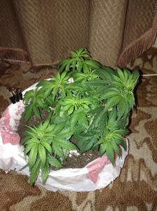 post-16945-0-37786700-1418422034_thumb.j