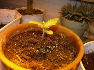 post-21499-0-47417400-1419092252_thumb.j