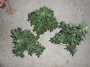 post-26942-0-49525300-1418483276_thumb.j