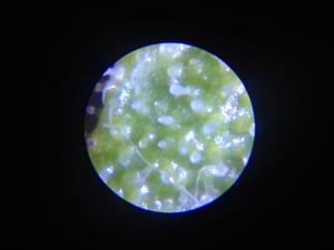 post-29098-0-30469200-1418144111_thumb.j