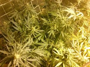 post-30138-0-13468900-1419364628_thumb.j