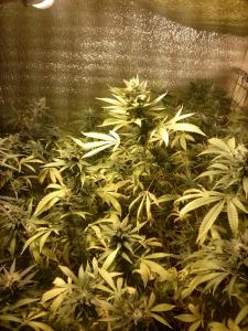 post-30138-0-38254400-1419364621_thumb.j