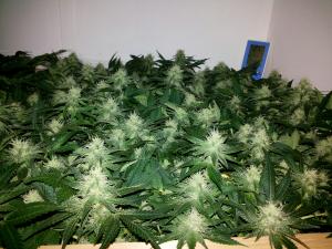 post-33182-0-21081800-1419535437_thumb.j