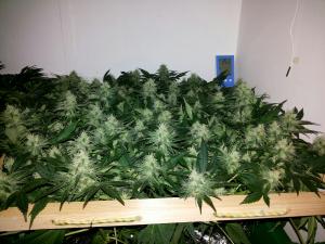 post-33182-0-42528900-1419885406_thumb.j