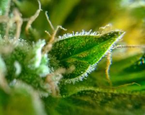 post-34380-0-94391500-1418579580_thumb.j