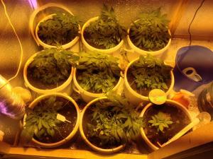 post-35218-0-48264400-1418306659_thumb.j