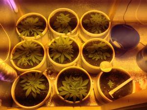 post-35218-0-79468100-1417584126_thumb.j