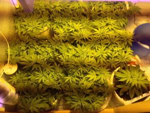 post-35218-0-96478400-1419077375_thumb.j