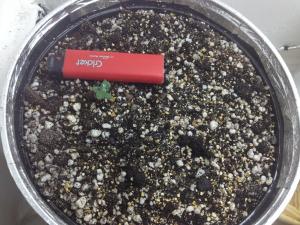 post-36072-0-04491600-1419014614_thumb.j