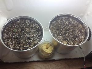 post-36072-0-57807100-1419014665_thumb.j