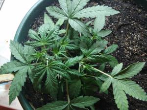 post-36283-0-02280900-1417804454_thumb.j