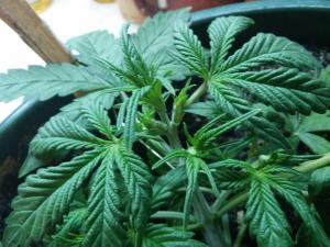 post-36283-0-07169200-1417804631_thumb.j