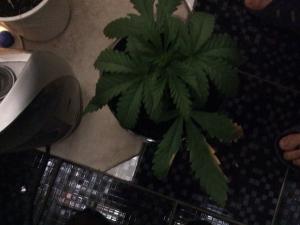 post-38560-0-33110600-1419456693_thumb.j