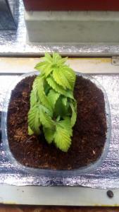 post-10927-0-90214700-1449128368_thumb.j