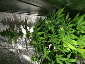 post-20499-0-11210700-1451351737_thumb.j