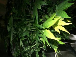 post-20499-0-89681500-1451351749_thumb.j