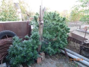 post-34926-0-35339800-1450361172_thumb.j