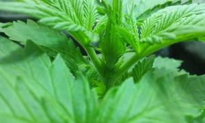 post-36027-0-65707700-1451397560_thumb.j