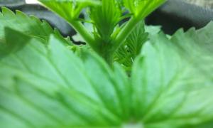 post-36027-0-76098700-1451397536_thumb.j