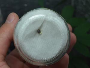 Гринспун 1.JPG