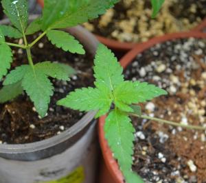 post-39559-0-62124200-1449682585_thumb.j