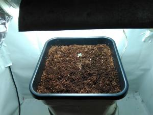 post-40339-0-68418900-1450856492_thumb.j