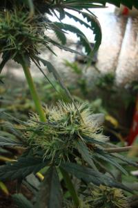 post-44680-0-03147800-1449346617_thumb.j