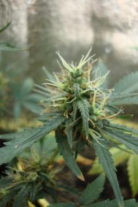 post-44680-0-21316100-1449346665_thumb.j