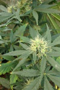 post-44680-0-21554000-1449346532_thumb.j