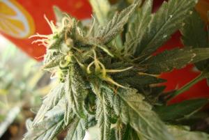 post-44680-0-24852700-1449346566_thumb.j