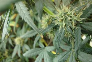 post-44680-0-38946600-1449346578_thumb.j