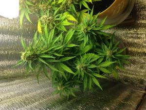 post-44901-0-26192200-1451162576_thumb.j