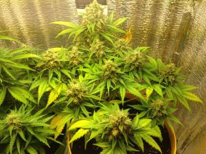 post-44901-0-97035600-1451162520_thumb.j