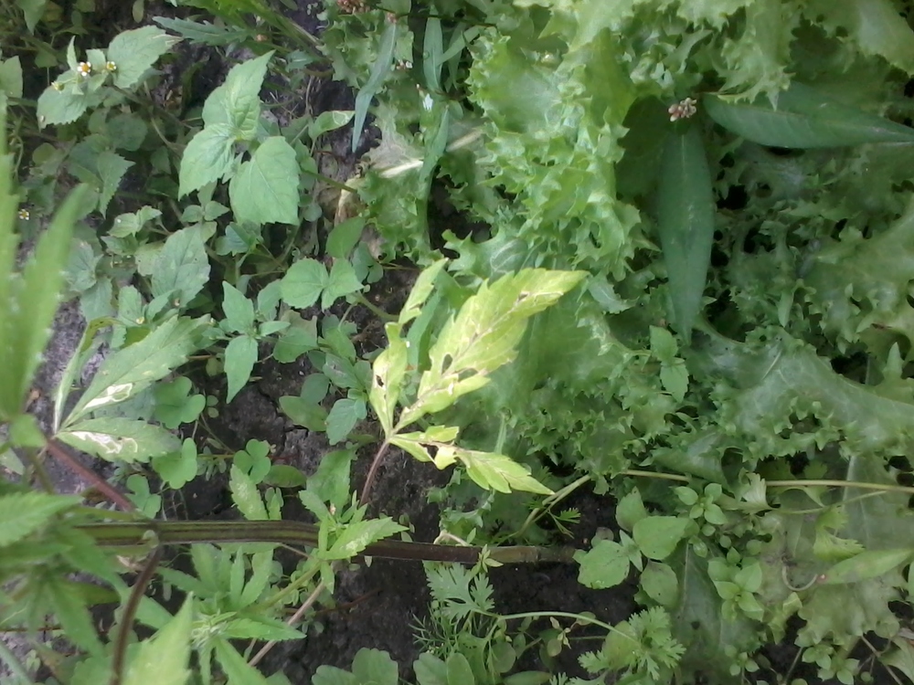 2016-06-29 17.51.47-2.jpg