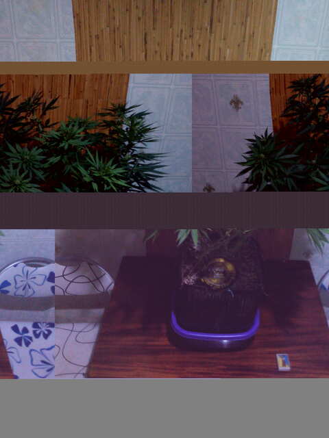 Калашникова ГХС