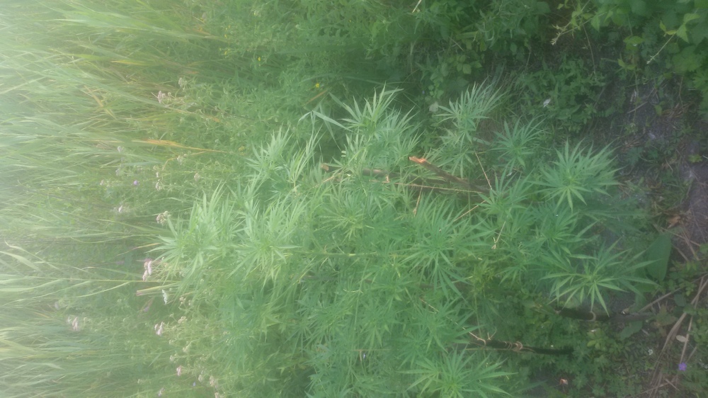 20160728_174732.jpg