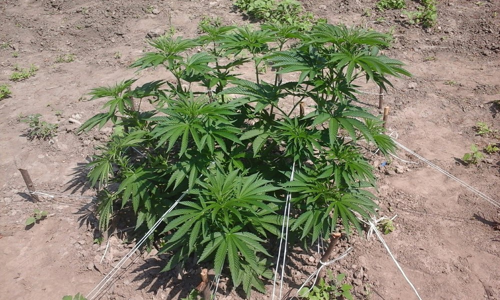 2Сканк лемон.jpg